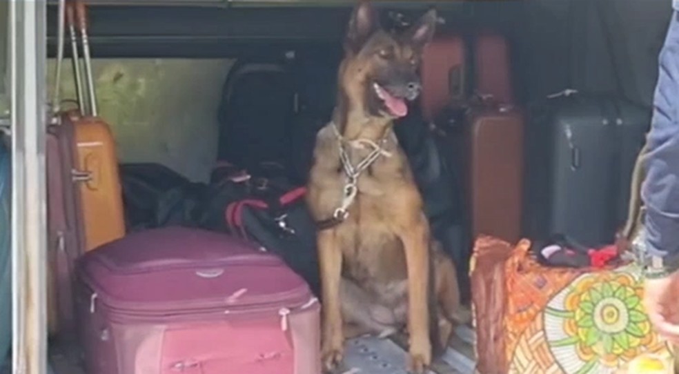 Cão farejador encontra drogas em ônibus em Cuiabá — Foto: PRF/MT