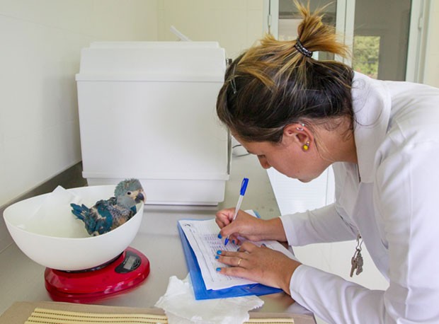 Integrante da equipe de veterinários que cuida das novas aves pesa exemplar nascido no fim de outubro (Foto: Divulgação/ICMBio)