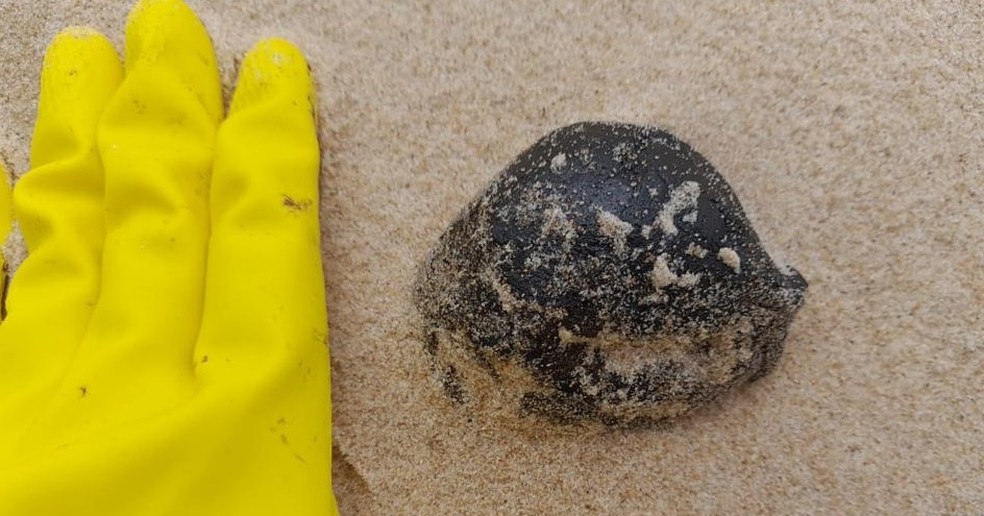 Vestígios de óleo foram encontrados em praias de Pernambuco em 28 de agosto — Foto: Reprodução/WhatsApp