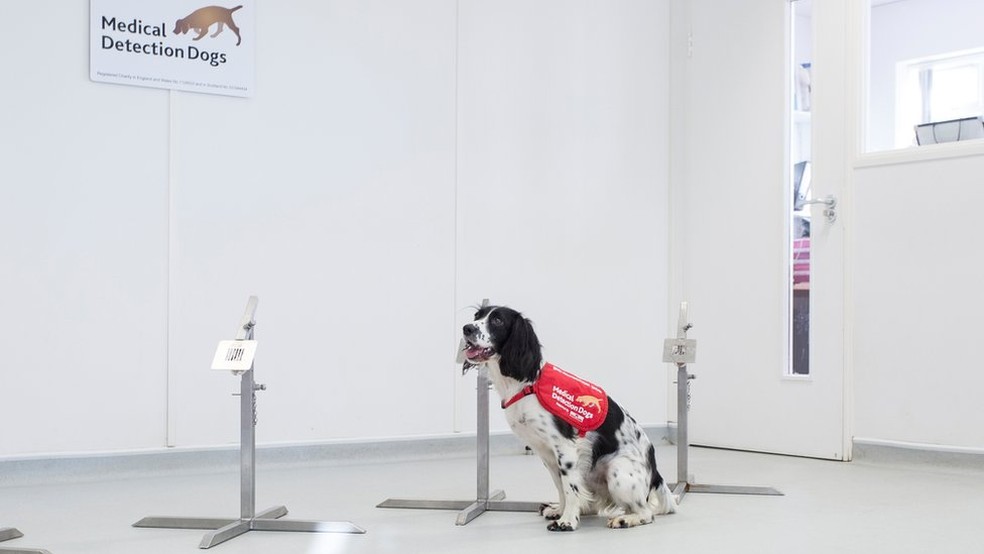 O olfato super sensível de Freya pode ajudar a realizar o primeiro teste de malária não invasivo — Foto: Medical Detection Dogs