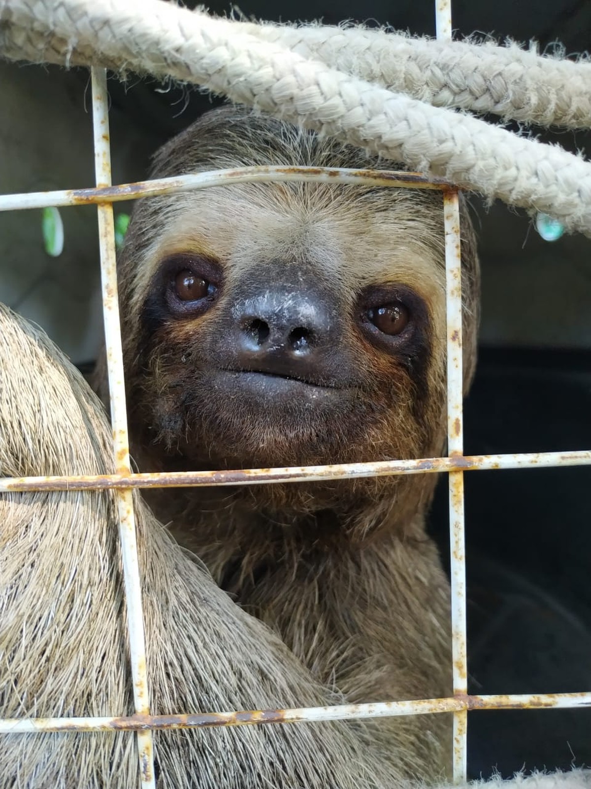 Bicho Pregui A Resgatado E Devolvido Natureza Em Guaruj Sp Santos E Regi O G