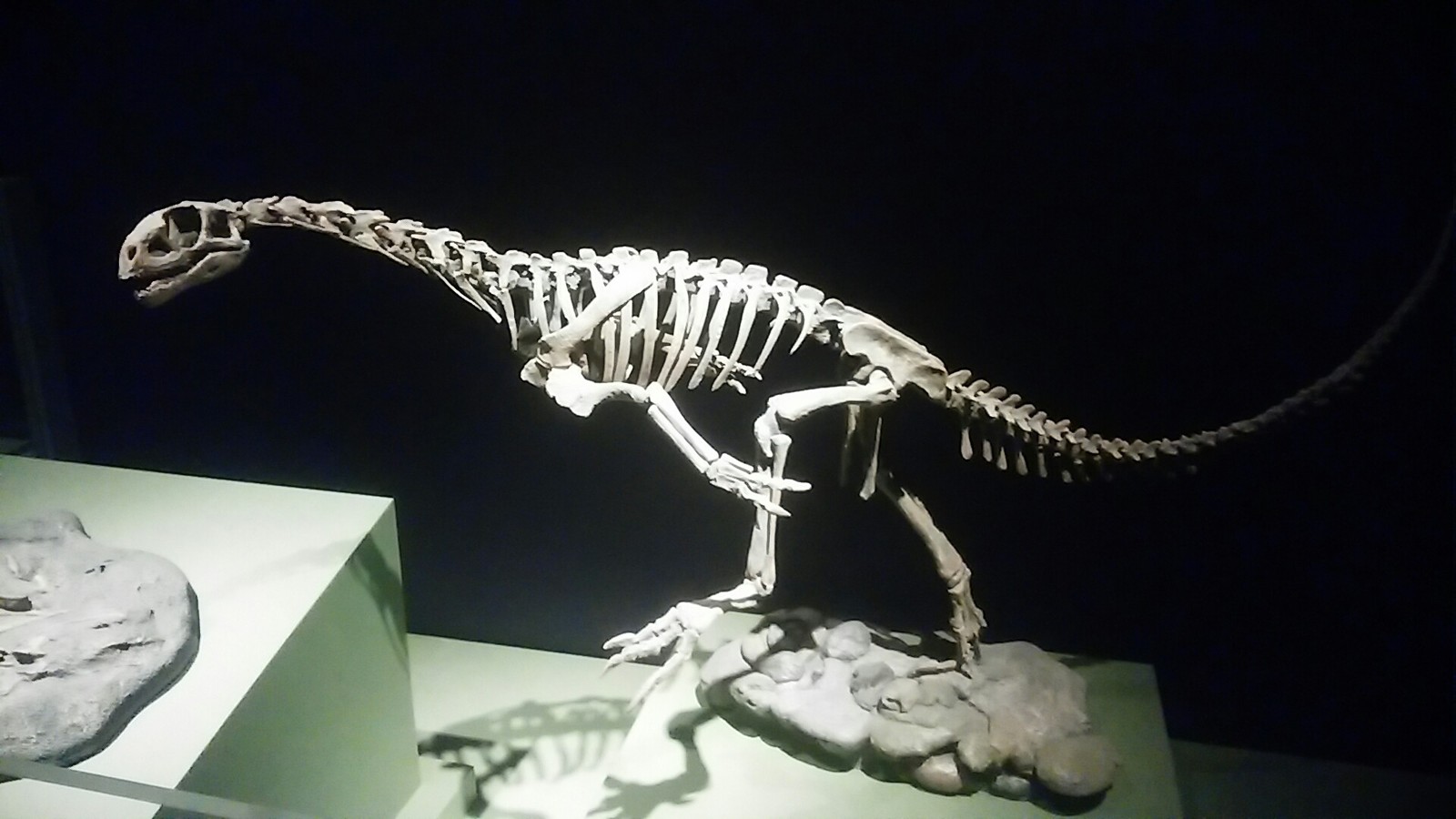 Reconstrução do Chilesaurus, o 