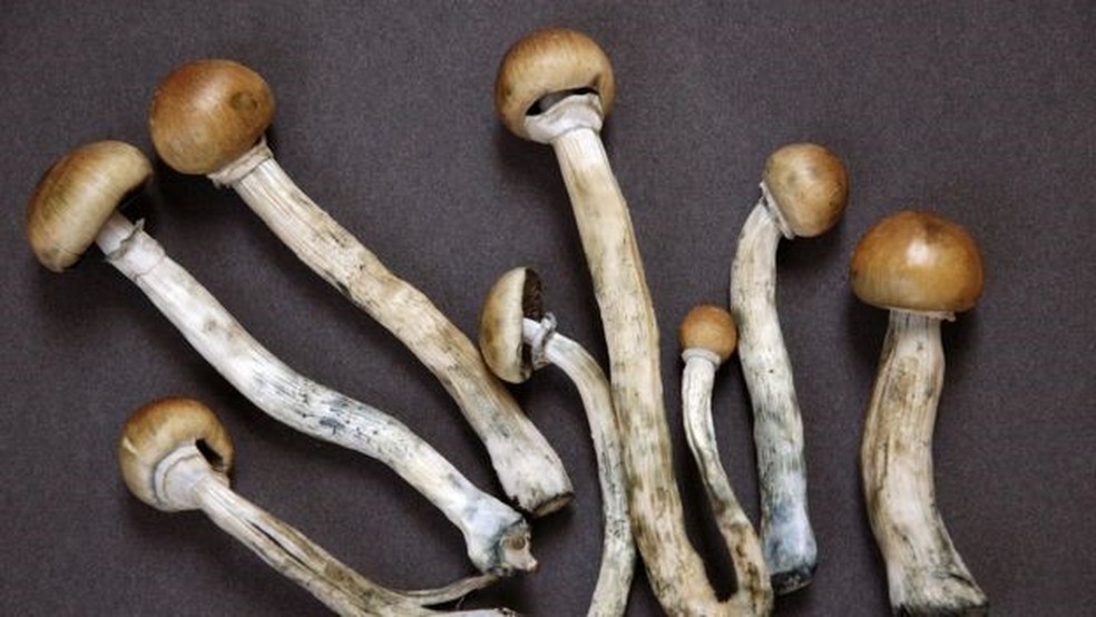 Psilocibina é um composto presente em cogumelos alucinógenos  — Foto: Getty Images/BBC