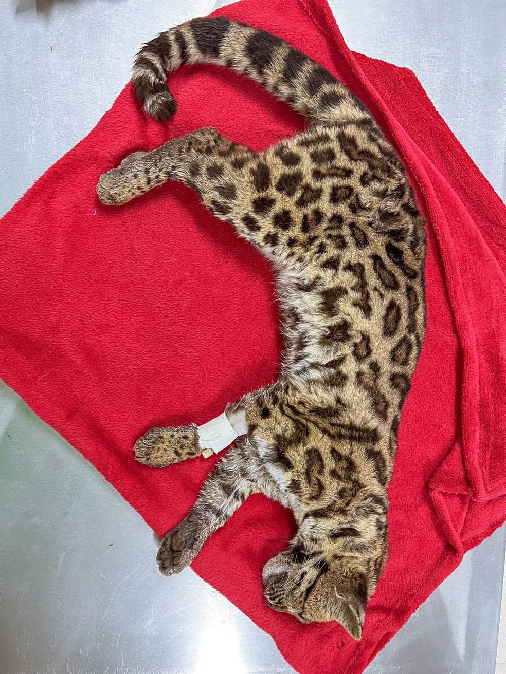 Atendimento inicial indicada que gato-maracajá foi atropelado — Foto: Jackson Preuss/ Divulgação 