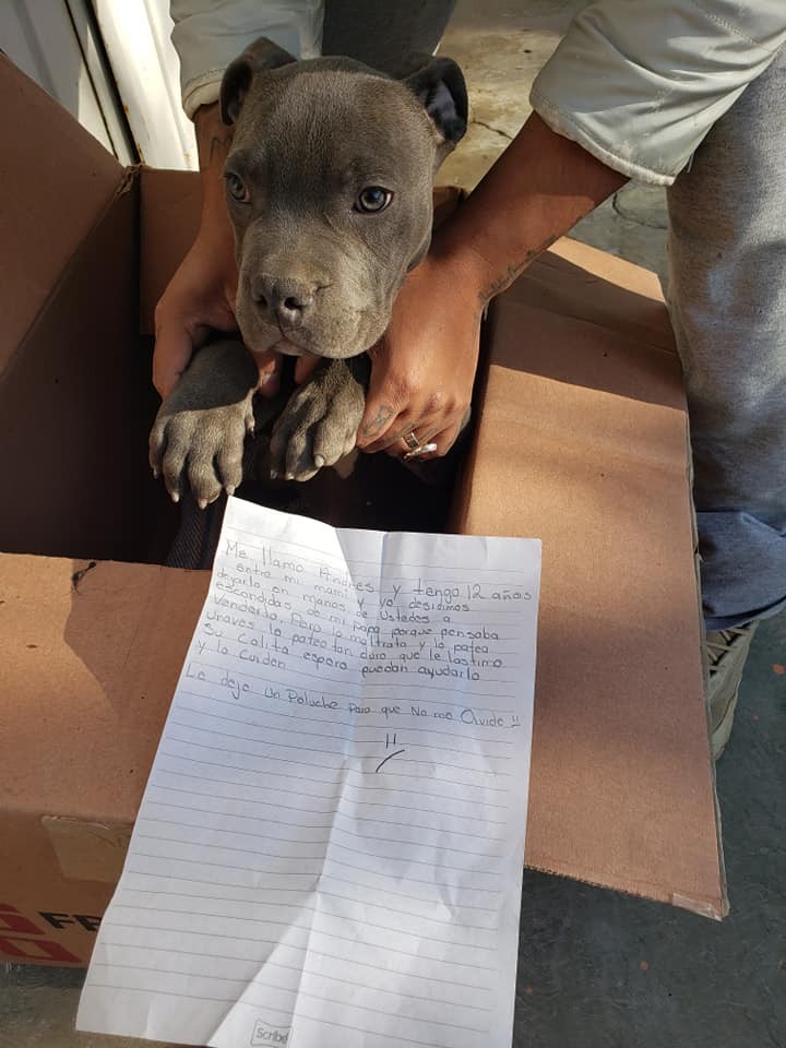 Dono entrega o cão a um abrigo dentro de um balde com óleo do