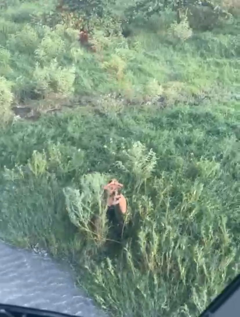 VÍDEO: Suspeitos de assalto são presos dentro de açude em Maceió