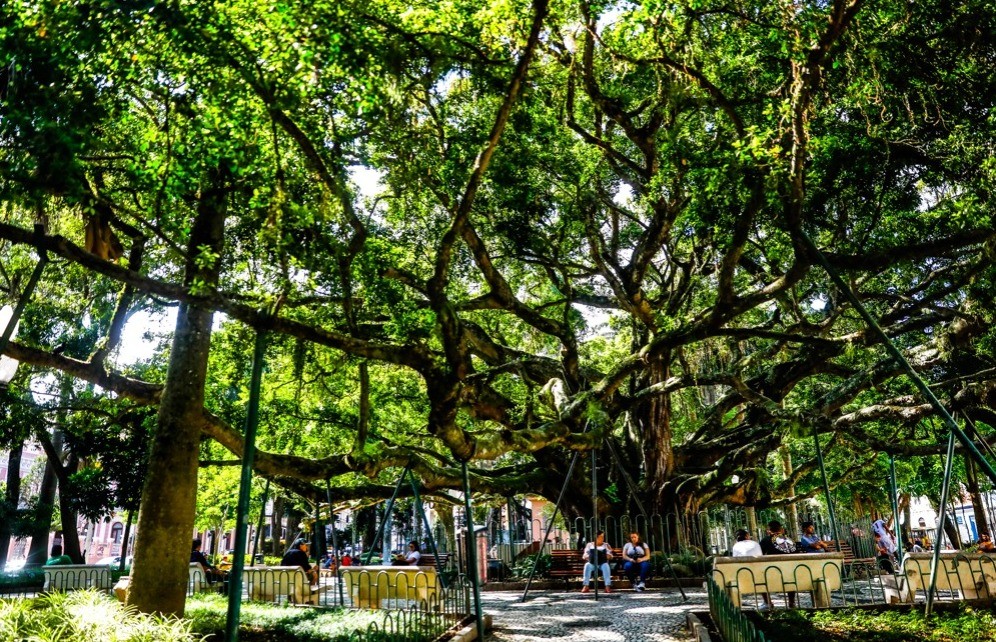 Centenária árvore de Florianópolis passa por sequenciamento genético para descoberta de origem; entenda