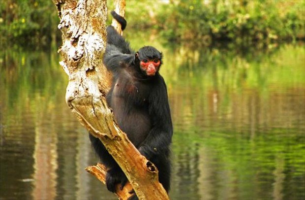 Macaco-aranha-de-cara-vermelha - Animália Park