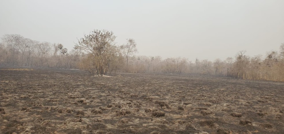 Área queimada na fazenda Caiman em Miranda, MS — Foto: Corpo de Bombeiros/Divulgação