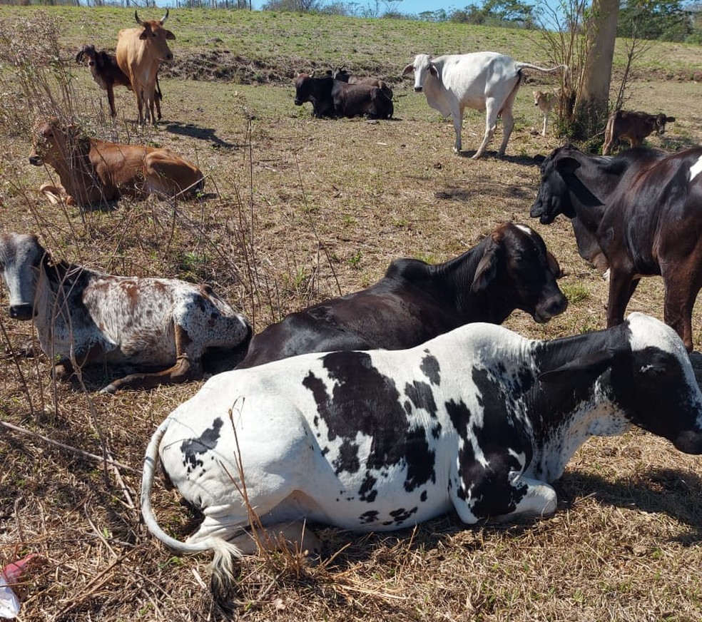 Homem é multado por pastoreio de bovinos em área de vegetação nativa — Foto: Polícia Ambiental 