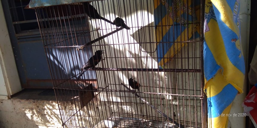 Aves silvestres foram resgatadas de cativeiro no Jardim Everest — Foto: Polícia Militar Ambiental 