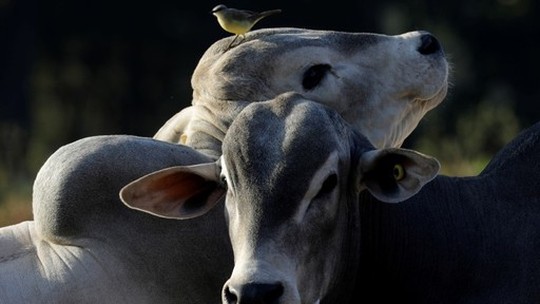Carne bovina: oferta reduzida no exterior deve permitir que Brasil recupere volume de exportação perdido no último mês