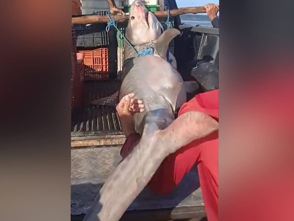 Tubarão-tigre foi capturado na Lagoa da Volta, na localidade de Aranaú, em Acaraú, na quinta-feira (4). — Foto: Reprodução