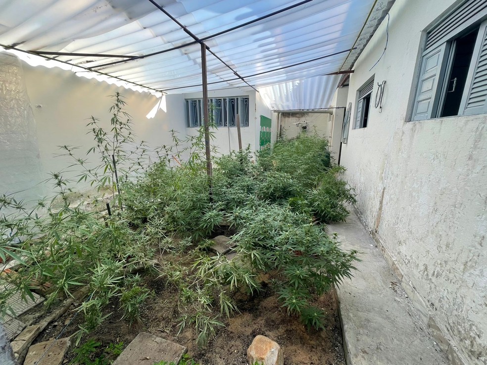 Plantação de maconha passava por todas as etapas nas casas em Ponta Negra — Foto: Larissa Cavalcante/Inter TV Cabugi