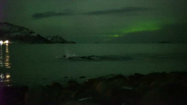 Imagens foram feitas na costa da ilha de Kvaløya  (Foto: BBC)