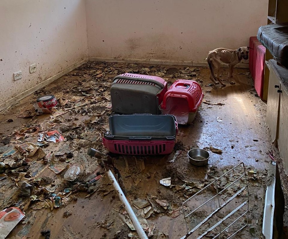 Apartamento onde animais maltratados foram encontrados estava muito sujo — Foto: Reprodução/TV Gazeta