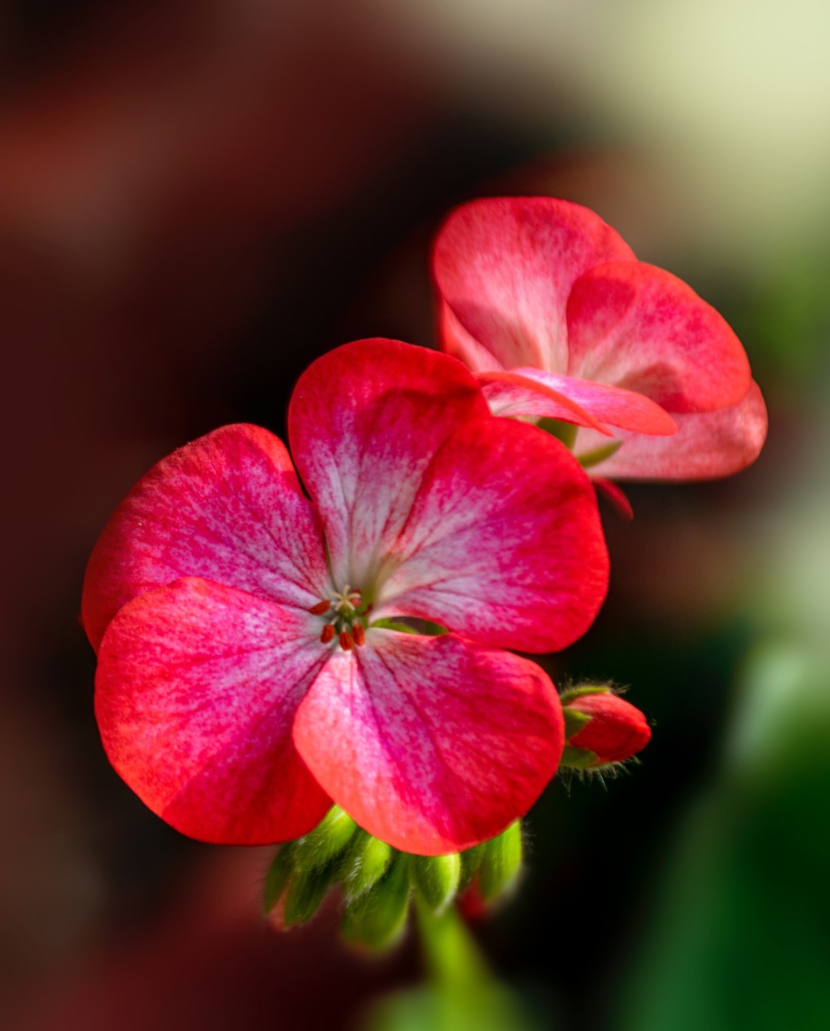 Gerânio: uma flor de fácil cultivo para colorir o jardim e a casa - Casa e  Jardim | Paisagismo