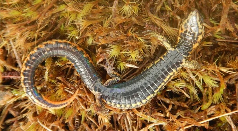 Fotografia da nova espécie de lagarto achada no Peru