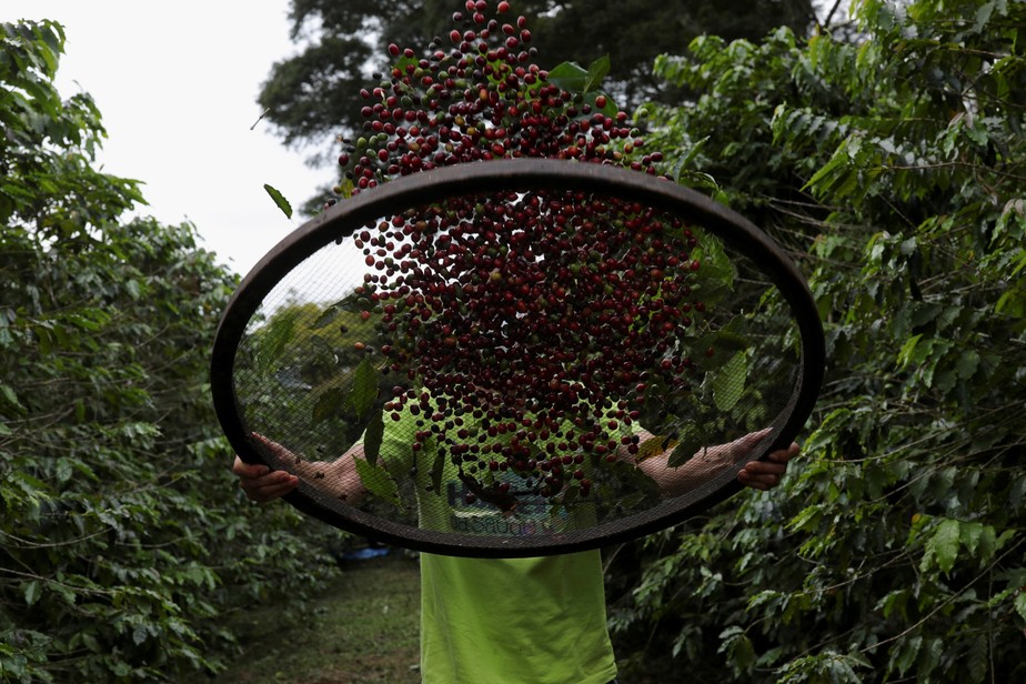 Preços do café robusta atingiram pico de 12 anos pelo terceiro dia nesta quarta-feira (17/5)