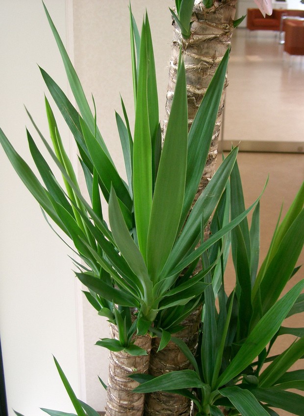 Cultivar a yuca dentro de casa contribui para a qualidade do ar – a planta é uma ótima purificadora de ambientes (Foto: KENPEI / Wikimedia Commons)
