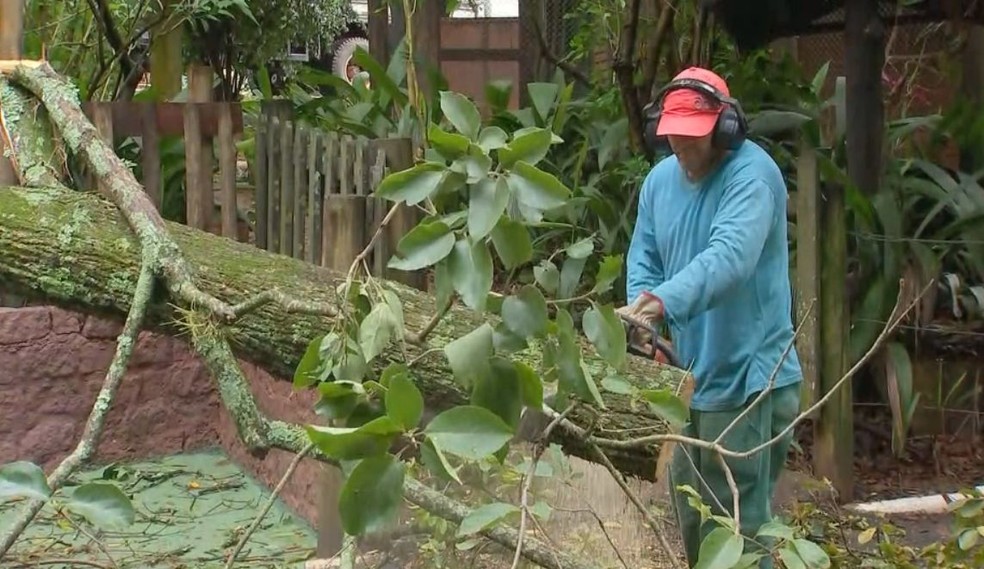 Equipes da prefeitura trabalham para fazer os reparos no zool?gico de Bauru ap?s a chuva  ? Foto: TV TEM/ Reprodu??o 