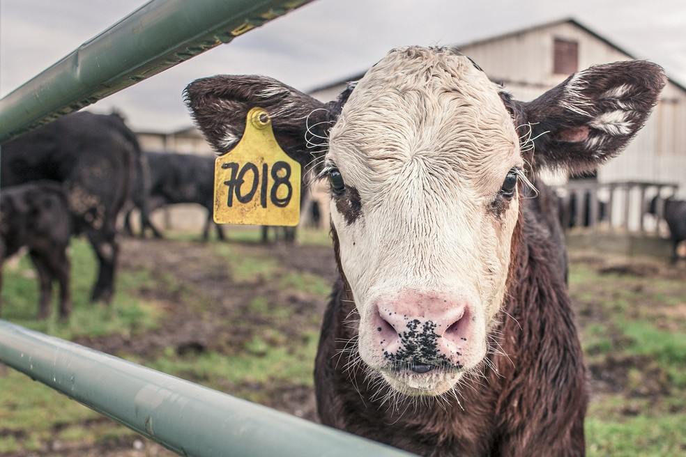 Doenca Da Vaca Louca O Que Se Sabe Sobre O Caso Registrado Na Escocia Bem Estar G1