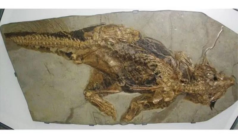 Marcas nas pernas deste famoso fóssil de psitacossauro indicam que ele viveu em uma densa floresta (Foto: Wikimedia Commons/ GHEDOGHEDO via BBC News)