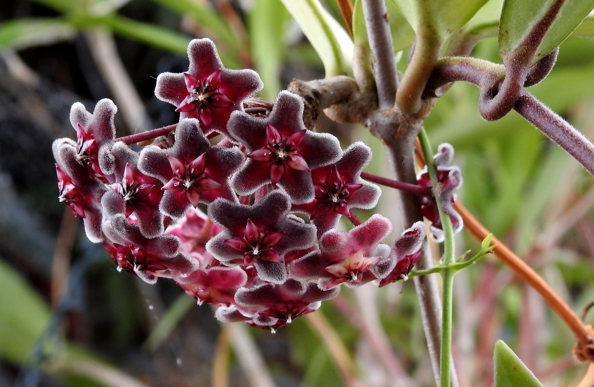 A flor de cera negra é uma planta perene, cuja beleza das folhas carnosas e brilhantes é bastante ornamental (Foto: Flickr / Lesley A Butler / CreativeCommons)
