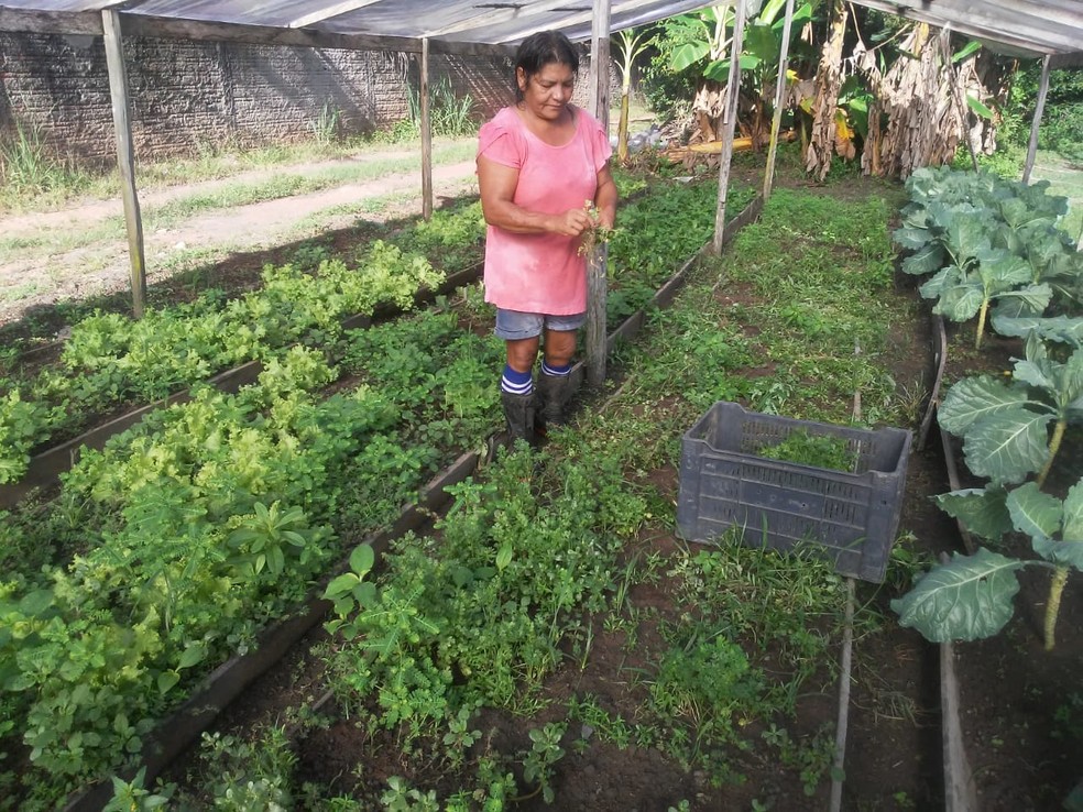 Produtora rural de Macapá (AP), Marlene Conceição de Jesus, trabalha junto com seu marido e filho — Foto: Arquivo Pessoal