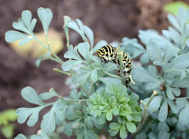 Ter uma monocultura de algum alimento que as lagartas gostam, como alface, couve, repolho e folhas de frutas, irá atraí-las para a horta (Foto: Pixabay / Kuvechechen / Creative Commons)