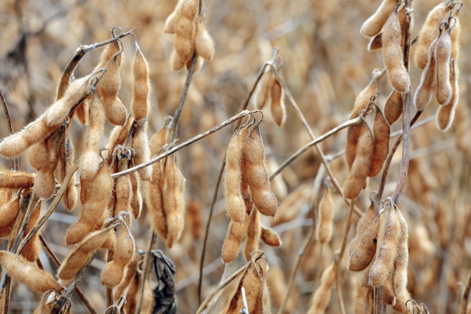Boa Safra aumentou seu market share no mercado de sementes, o que ajudou a aumentar os lucros em 2022