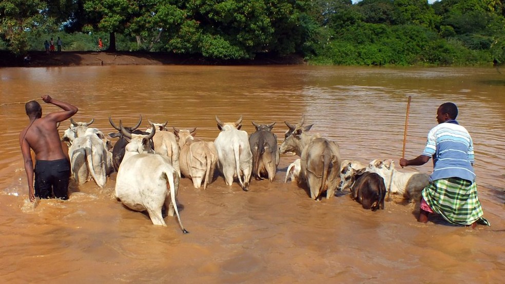 O comÃ©rcio de gado infectado ajuda a propagar a febre do vale Rift (Foto: AFP)