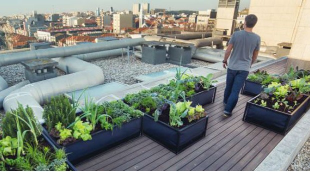 A Noocity oferece soluções para quem deseja cultivar sua própria horta, mesmo vivendo em ambientes urbanos (Foto: Reprodução/Facebook)