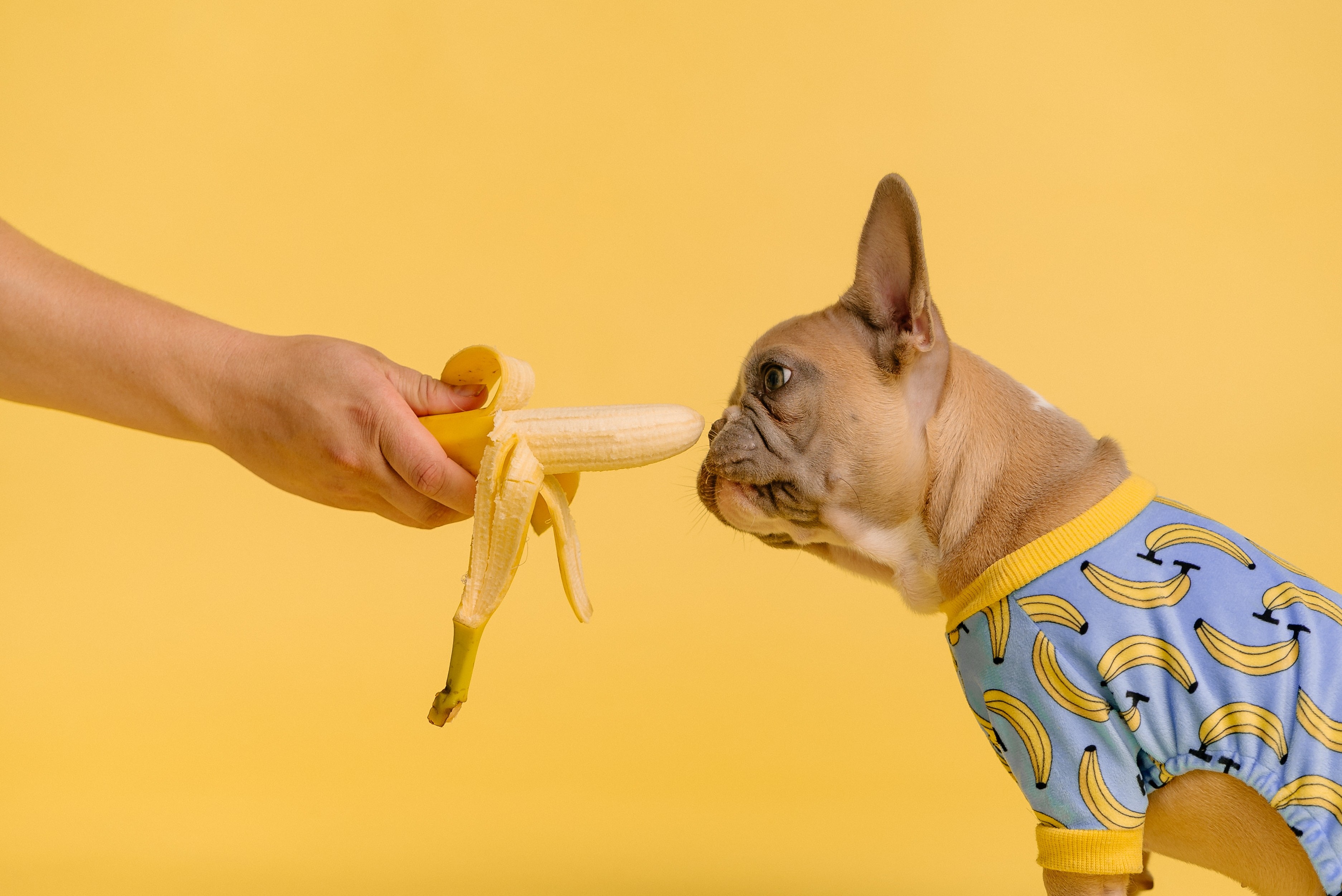 Segundo Nader Ghosn, especialista em alimentos saudáveis da Dentalight, estudos indicam que a obesidade reduz, em média, 2 anos da vida de um cão (Foto: Unsplash / CreativeCommons)