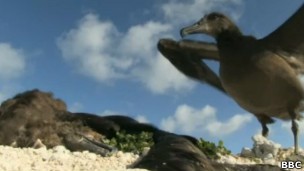 Muitos albatrozes morrem após a ingestão de plástico (Foto: BBC)