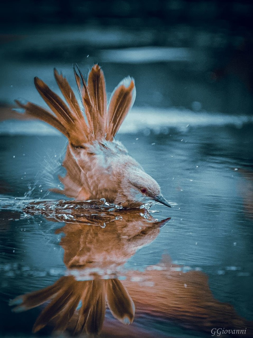 Passarinho em poça d'água. — Foto: Guilherme Provenzano Giovanni/Arquivo Pessoal