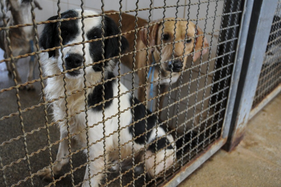 Cachorros disponíveis para adoção na Zoonoses do DF — Foto: Geovana Albuquerque/ Secretaria de Saúde do DF