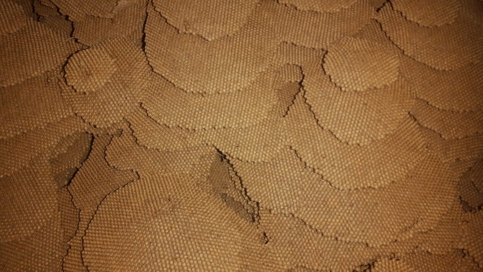 Ninho de vespas de aproximadamente 15 kg foi encontrado em imóvel abandonado em Itaóca, SP — Foto: Arquivo Pessoal/Ivan Edson