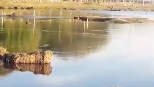 Jacaré ataca e mata cachorro durante passeio de família em lagoa urbana de MS; veja vídeo