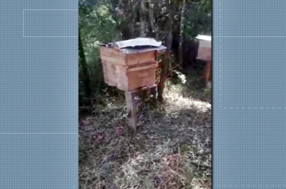 Envenenamento por agrotóxicos matou milhões de abelhas em São Sebastião do Paraíso, aponta laudo — Foto: Reprodução EPTV