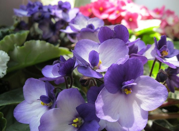 As flores da violeta desabrocham no final do inverno e início da primavera, mas podem durar o ano todo (Foto: Pixabay / ElenaGalana / Creative Commons)