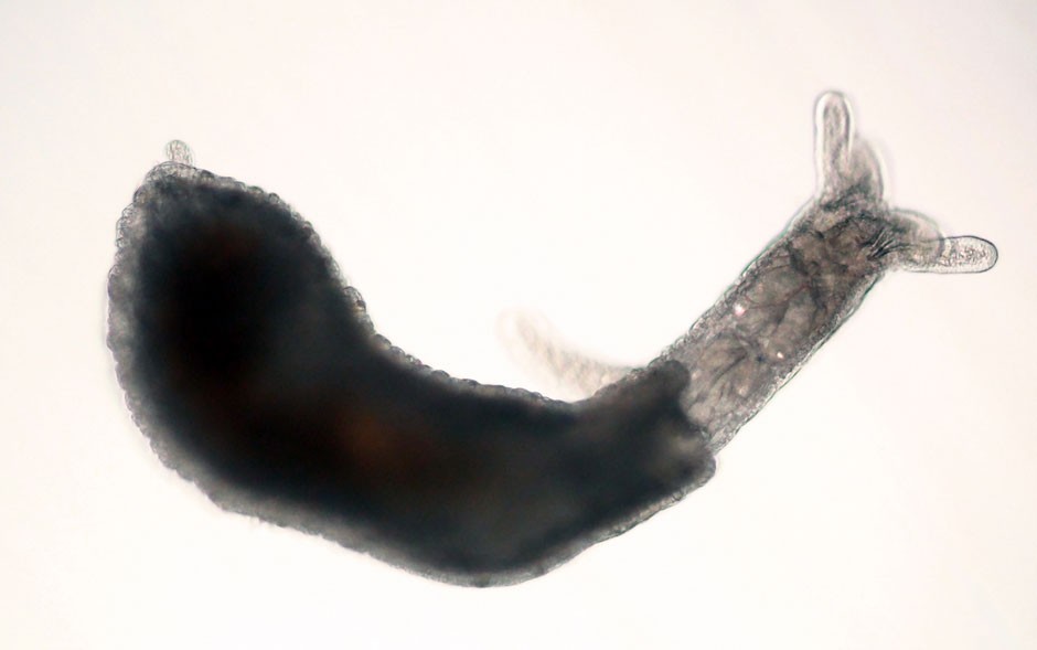 molusco-gastrópode_aa (Foto: Cebimar/USP)