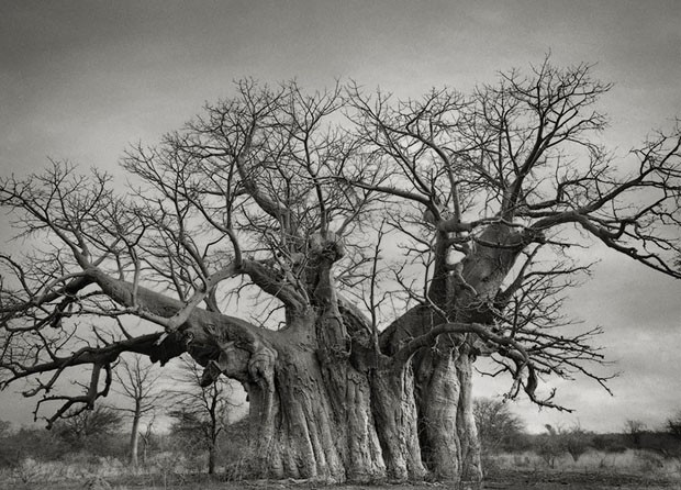 Árvores centenárias (Foto: Beth Moon/Divulgação)