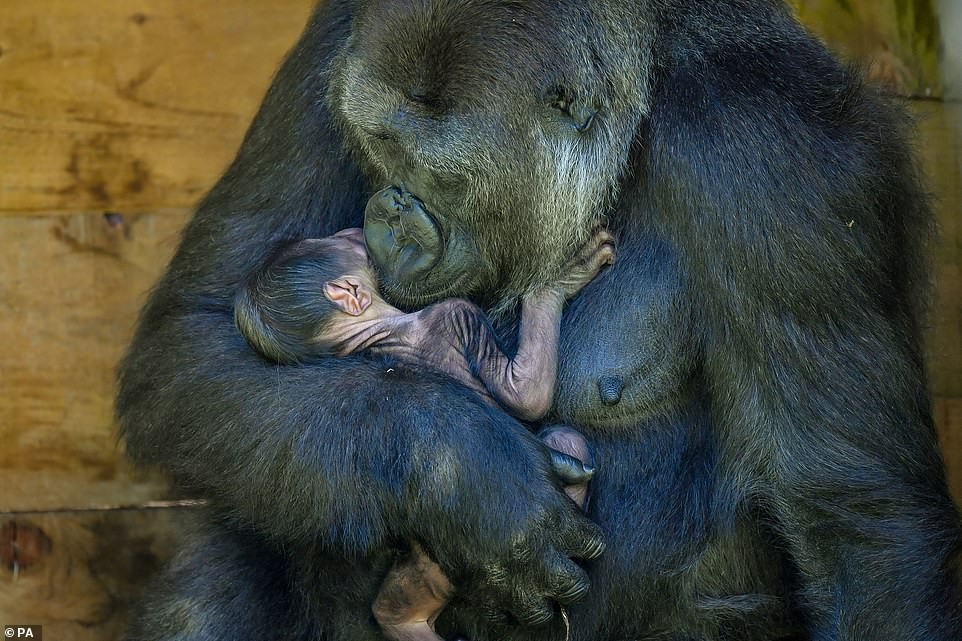 A mãe gorila é só carinho com o seu filho recém-nascido (Foto: Reprodução Facebook)