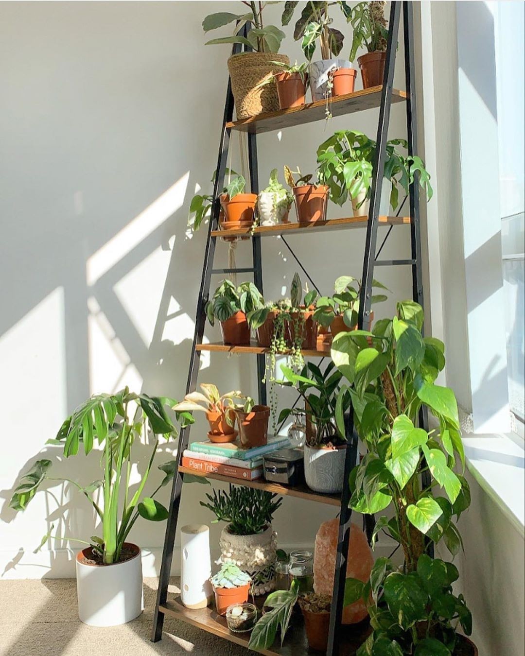 Jardim pequeno: ideias para ter plantas em casas ou apartamentos (Foto: Reprodução/Instagram/@indoor_plantopia)