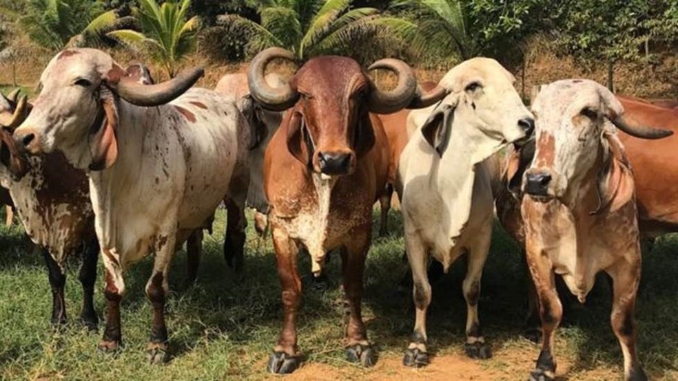 Vacas Gir em fazenda próxima a Juiz de Fora (MG) podem produzir 20 litros de leite por dia (Foto: JOÃO FELLET/BBC)