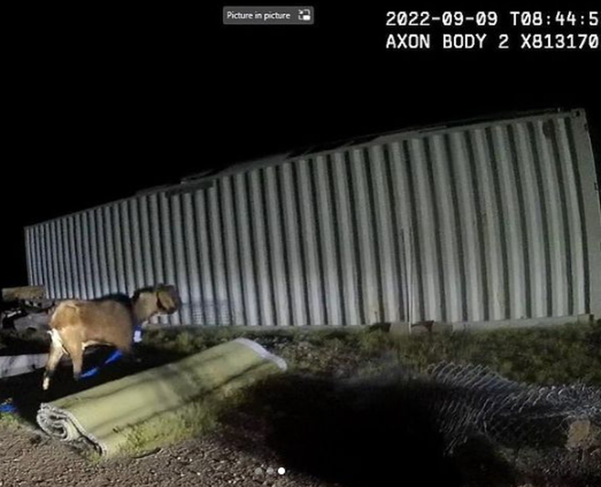 Bode é detido nos EUA após danificar garagem, perseguir carro e urinar ...