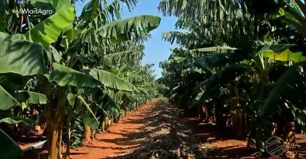 A nova variedade lançada, faz parte do programa de melhoramento genético da Embrapa.  — Foto: Mais Agro 