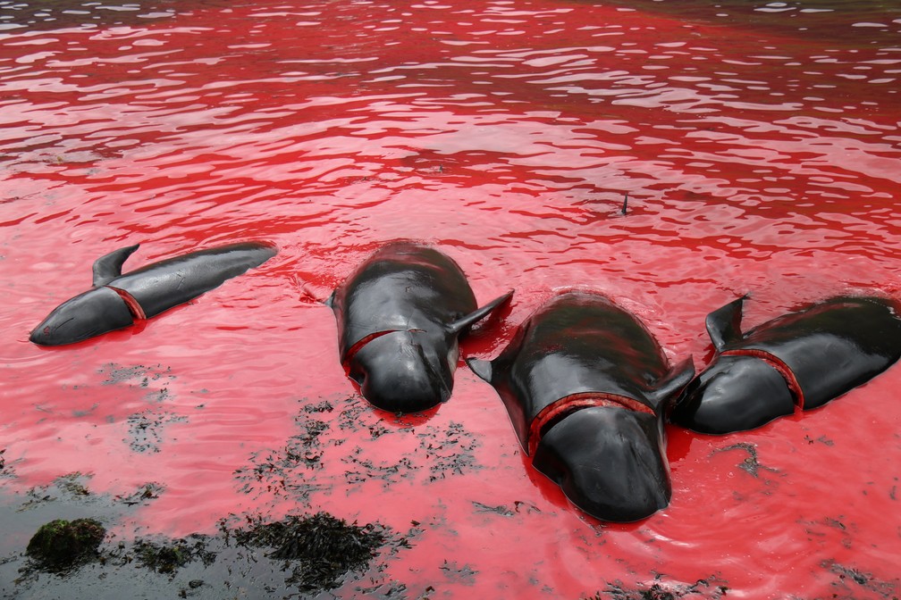 Voluntários conseguiram registrar nove caças às baleias e golfinhos no arquipélago (Foto: Sea Shepherd )