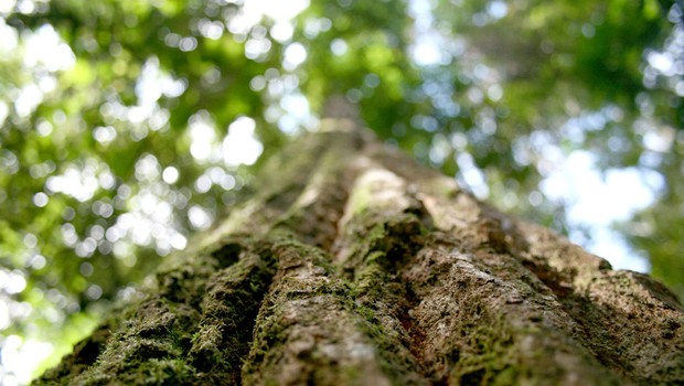Floresta brasileira ; meio ambiente ; sustentabilidade ; crédito de carbono ; desmatamento ; reflorestamento ;  (Foto: Shutterstock)